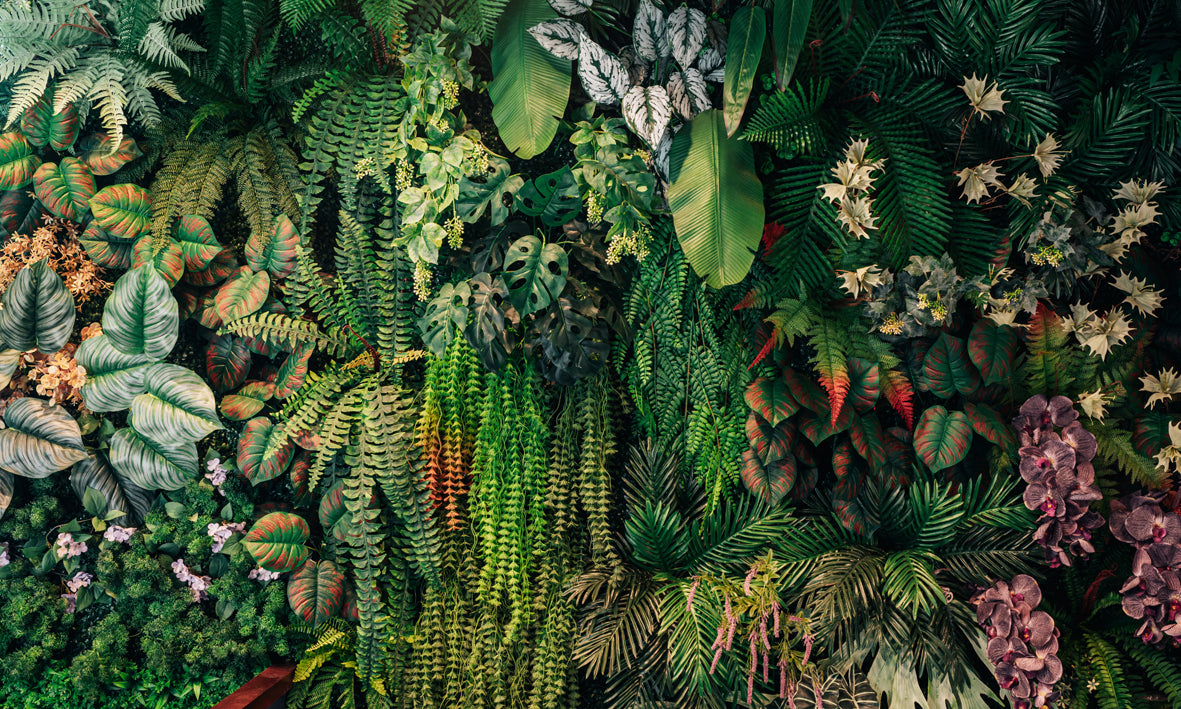 Papel de Parede - Manto de Folhagens Tropicais